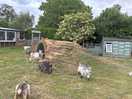 Campsite residents, very entertaining…..