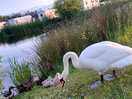 Wildlife