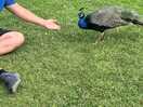 Feeding the peacocks