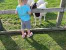 Friendly goats