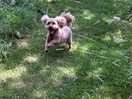 Missy enjoying her run