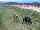 Lovely walks for pooches