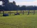Horses surrounding the camp site