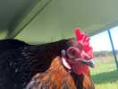 Home to roost