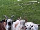 Goat family
