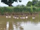 Geese