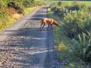 Dog walk near pod