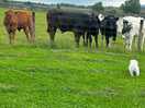 Farm animal neighbours.
