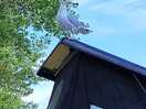 Seagull on roof
