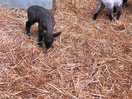 Cute lambs
