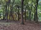 Woodlands