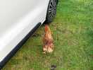 Mad chicken