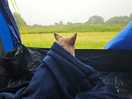 Too cold for the chihuahua