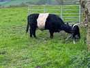 Calf