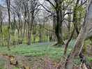Woodland walk
