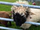 Friendly neighbours!