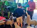 2 handed lamb feeding, what a skill