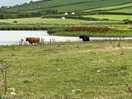 More cows!