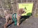 Ezekiel says "dogs are welcome", at creekside.