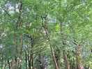 Beautiful shaded woodland walks