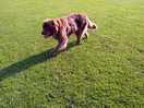 Owners dog