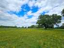 Buttercup meadow during the day.