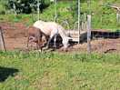 Horse neighbours