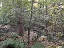 Woods