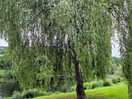 Willow tree