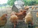 Farm