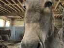 Donkey
