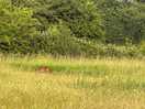 Deer running through campsite