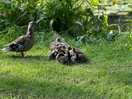Ducks