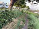 Foot path along creek