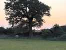 Tree/sky mkii