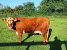 Very happy 🐮