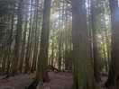 Woodland walk
