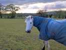 Cheeky horse