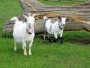 Goats on the farm