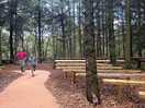Woodland walk