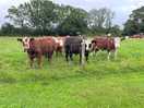 Cows in the adjacent field - even they were quiet!