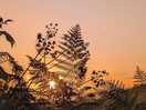 Sunrise through the bracken.