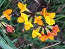 Bloem