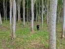 The adjoining woodland