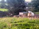Caught on our walk to the pub