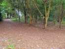 Woodland on site