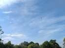 Watching our neighbours playing badminton and flying a kite.