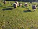 Sheep - only real criticism is that they maybe overdue shearing.