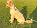 Buddy