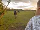 The horses